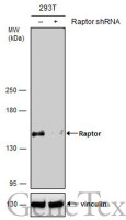 Raptor antibody