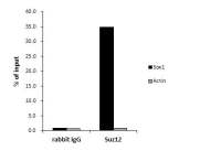 SUZ12 antibody - ChIP grade