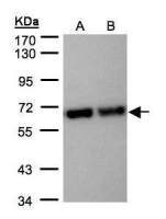STIP1 antibody