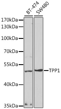 TPP1 antibody