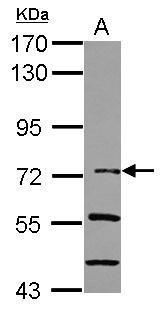 IKB zeta antibody [N3C3]