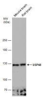 USP48 antibody