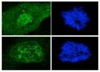 CENPF antibody [7F11.2]