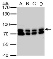GTPBP4 antibody