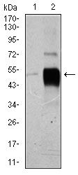 Brn2 antibody [6H12]