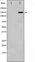GRF1 (phospho Tyr1105) antibody