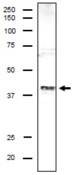 DSN1 antibody