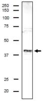 DSN1 antibody