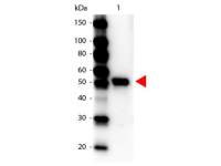 Carboxypeptidase Y antibody (HRP)