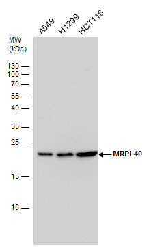 MRPL40 antibody