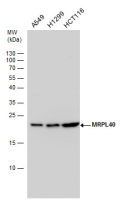 MRPL40 antibody
