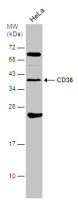 CD38 antibody