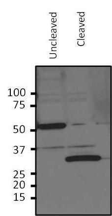HRV3c Recognition Site antibody