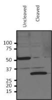 HRV3c Recognition Site antibody