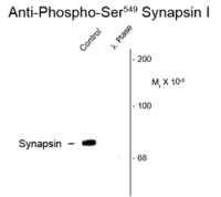 Synapsin I (phospho Ser549) antibody