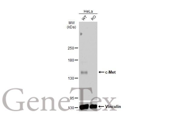 c-Met antibody [C3], C-term产品图