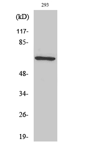 TAF6L antibody