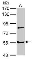 Myotilin antibody