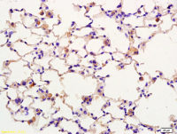 SPON1 antibody