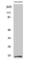 TCEAL1 antibody