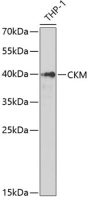Creatine kinase (muscle) antibody