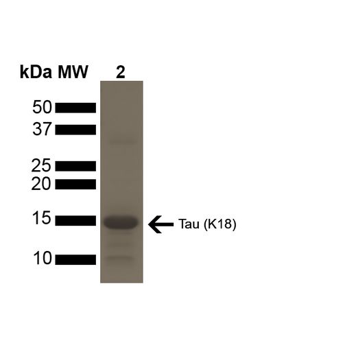 Human Tau (K18) protein, mutant P301L (Pre-formed Fibrils)