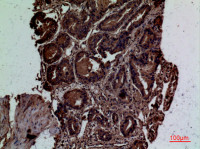 CD300LG antibody