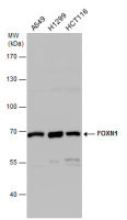 FOXN1 antibody [C3], C-term