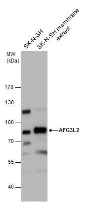 AFG3L2 antibody [N1N2], N-term
