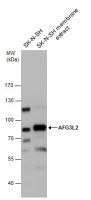 AFG3L2 antibody [N1N2], N-term