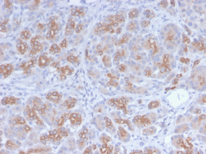 Golgi Zone antibody [GLG1/2829R]