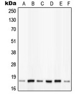 PIN1 (phospho Ser16) antibody