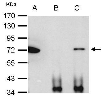 Ku70 antibody
