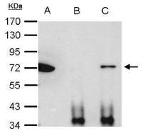 Ku70 antibody