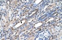 NOLC1 antibody, C-term