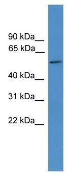 TTYH3 antibody
