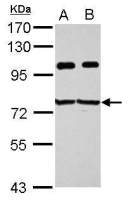 IMP3 antibody