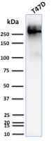 MUC1 antibody [139H2]