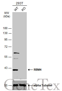 RBM4 antibody