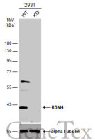 RBM4 antibody