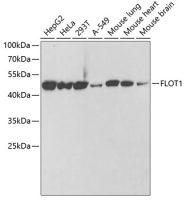 Flotillin 1 antibody
