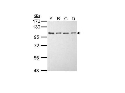 eEF2K antibody [N1N3]