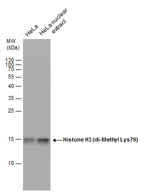 Histone H3K79me2 (Di-methyl Lys79) antibody