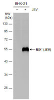 Japanese encephalitis virus NS1' antibody