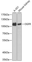 Zeta Opioid Receptor antibody