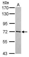 TRIM41 antibody
