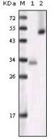 GSK3 alpha antibody [6G12C2]