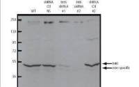 eIF3e antibody