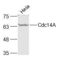 CDC14A antibody