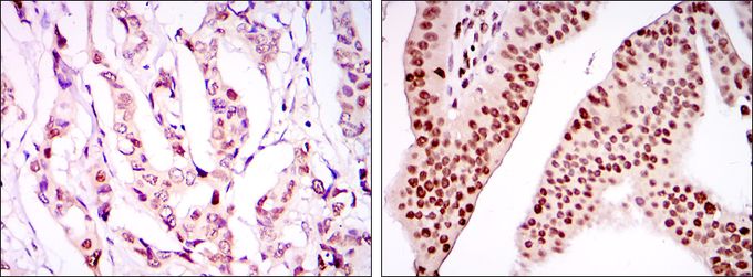 PSIP1 antibody [6E4]